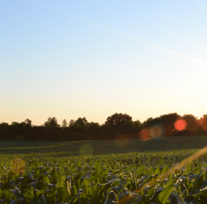 field-in-sunrise